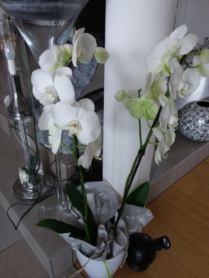 L'Orchidee Villa Lassay-les-Chateaux ภายนอก รูปภาพ